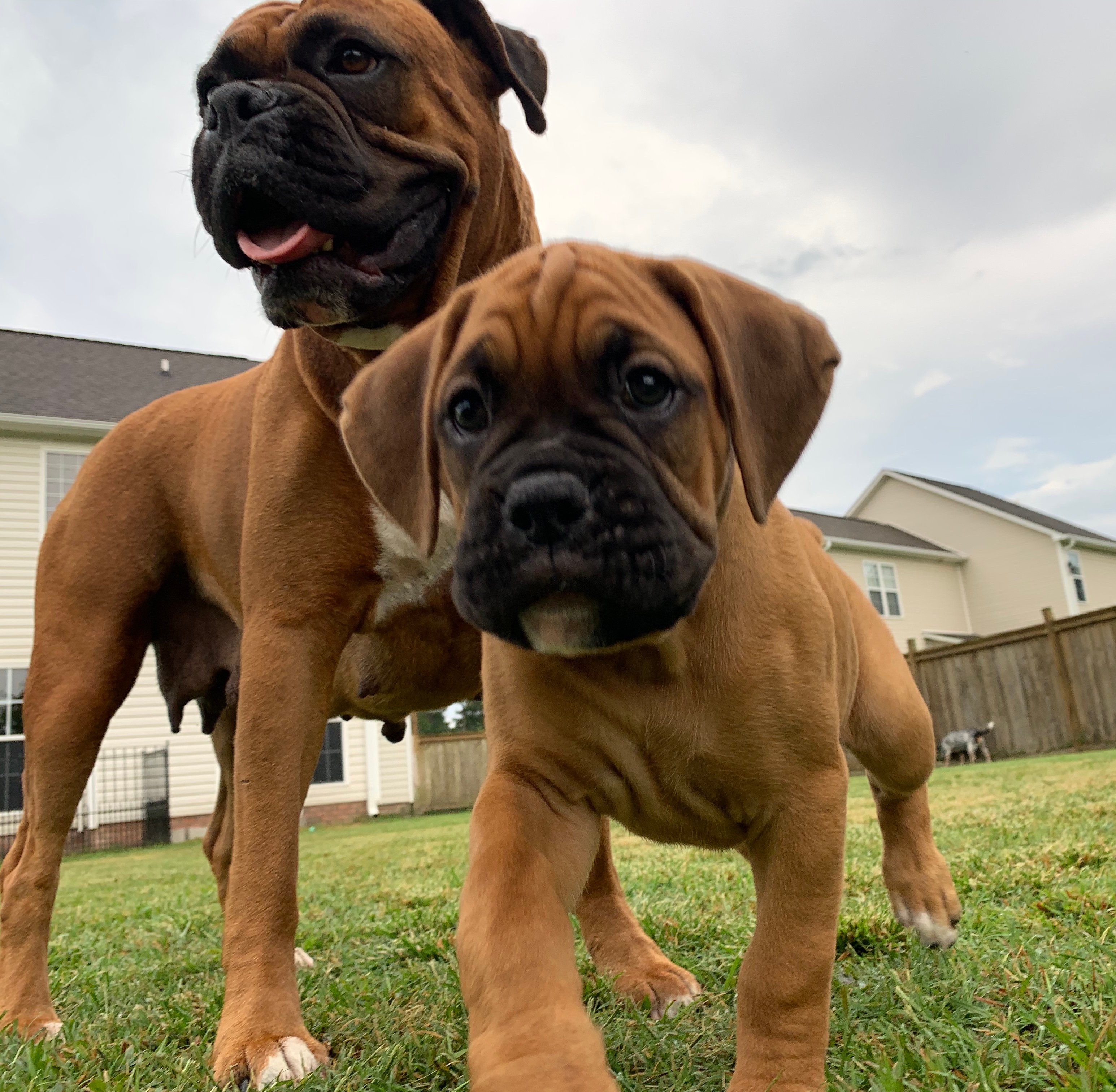 Boxer Puppies For Sale In North Carolina
