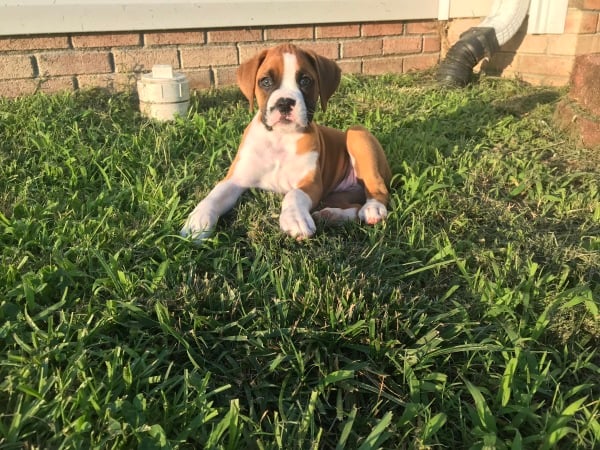 Boxer Puppies for sale in North Carolina